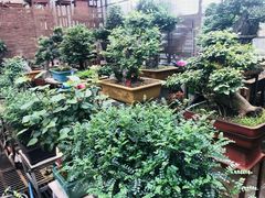 -秦美花卉(天朗·莱茵小城2期店)