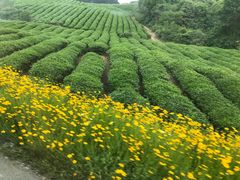 -游子山休闲旅游区