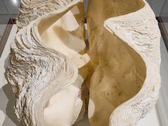 -青岛贝壳博物馆