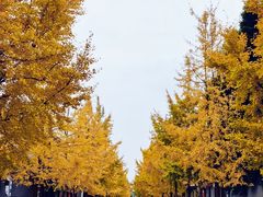 -安仁古镇