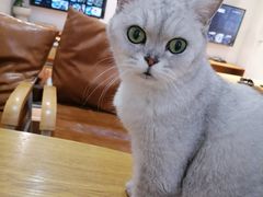 -李小姐の猫咖啡馆(五角场店)