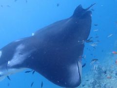 -中央格兰德岛温泉度假酒店 - 全包