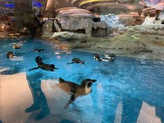 -帝企鹅自助餐厅•儿童岛•真企鹅(长隆企鹅酒店)