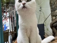 -喵屿·大理花园猫咖