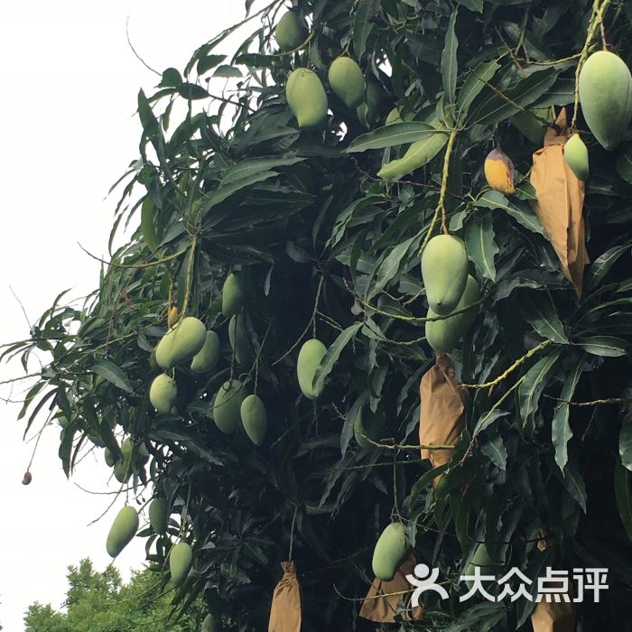 杨桃公园图片 - 第12张