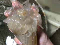 -罗源湾8号渔排