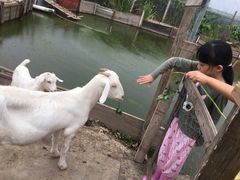 -南汇老顾农家乐采摘大团水蜜桃采摘店