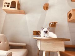 用餐区-藏猫猫咖啡主题馆(中央大道店)