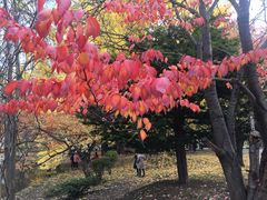 -北海道厅旧本厅舍(旧本庁舎)