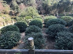 -十八棵（老龙井）御茶园(老龙井店)