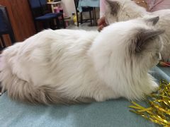 -鼓捣猫呢主题猫咖店