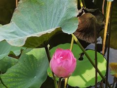 -荔湾湖公园