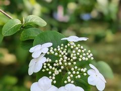 -陆家嘴中心绿地