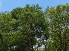 -COSTA COFFEE(上海月星环球港店)