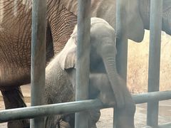 -石家庄市动物园