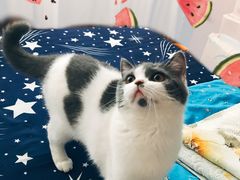 -东方名猫馆·英短金渐层布偶猫舍(环线广场1号楼店)