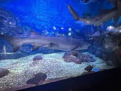 -烟台海昌鲸鲨海洋公园