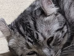 -藏猫猫咖啡主题馆(中央大道店)