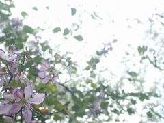 -攀枝花公园