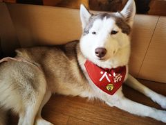 -Husky Go! 哈士奇体验馆·宠物咖啡厅狗咖