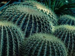 -国家植物园南园