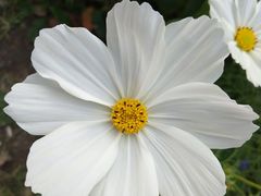 -肯德基(中鼎大厦店)