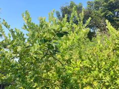 -广州神农草堂中医药博物馆