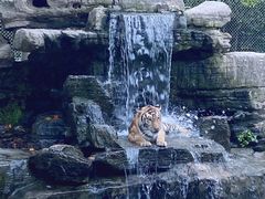 -上海野生动物园