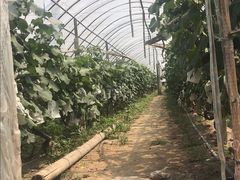 -马陆小张葡萄园农家乐