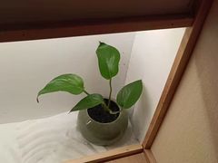 -常乐·对症推拿(嘉里中心第132分店)