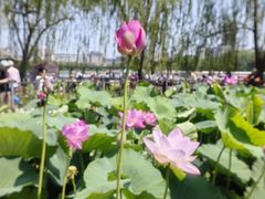 -莲花池公园