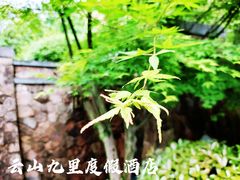 -云山九里度假酒店蝶庐阁中餐厅