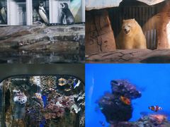 -海合安武汉极地海洋公园