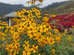 -广州市石门国家森林公园