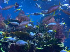 -迪拜帆船酒店海底餐厅