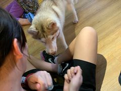 -Husky Go! 哈士奇体验馆·宠物咖啡厅狗咖