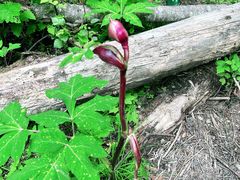 -峡谷浮石林景区