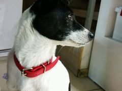 -菲尔斯特宠物医院