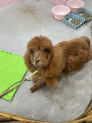 -Moni星球萌宠·小马宝莉·灵蛇·高端高阶全萌宠互动体验俱乐部(红豆国际广场店)