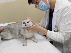 -美联众合动物医院·24h转诊中心