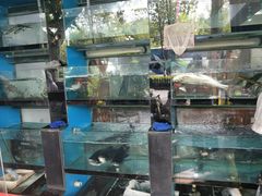 浓汤鱼头-全乐鱼馆·淳牌有机鱼直营店