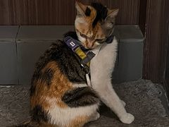 -Again Coffee Roaster(香蜜湖店)