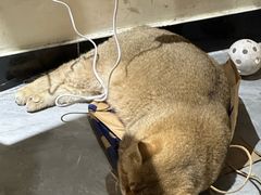 -猫小院猫主题餐厅(南锣旗舰店)