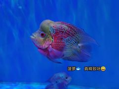 -海合安武汉极地海洋公园