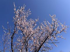 -北京十三陵国家森林公园蟒山景区