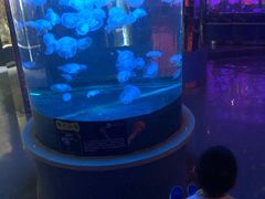 -石家庄海洋公园
