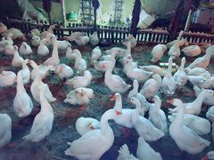 -鱼窝棚柴火铁锅炖(富山屯店)