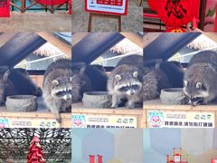 -杭州开元森泊度假乐园
