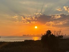 -合肥滨湖国家森林公园