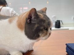 -有猫主题·治愈系猫咖(曾厝垵店)